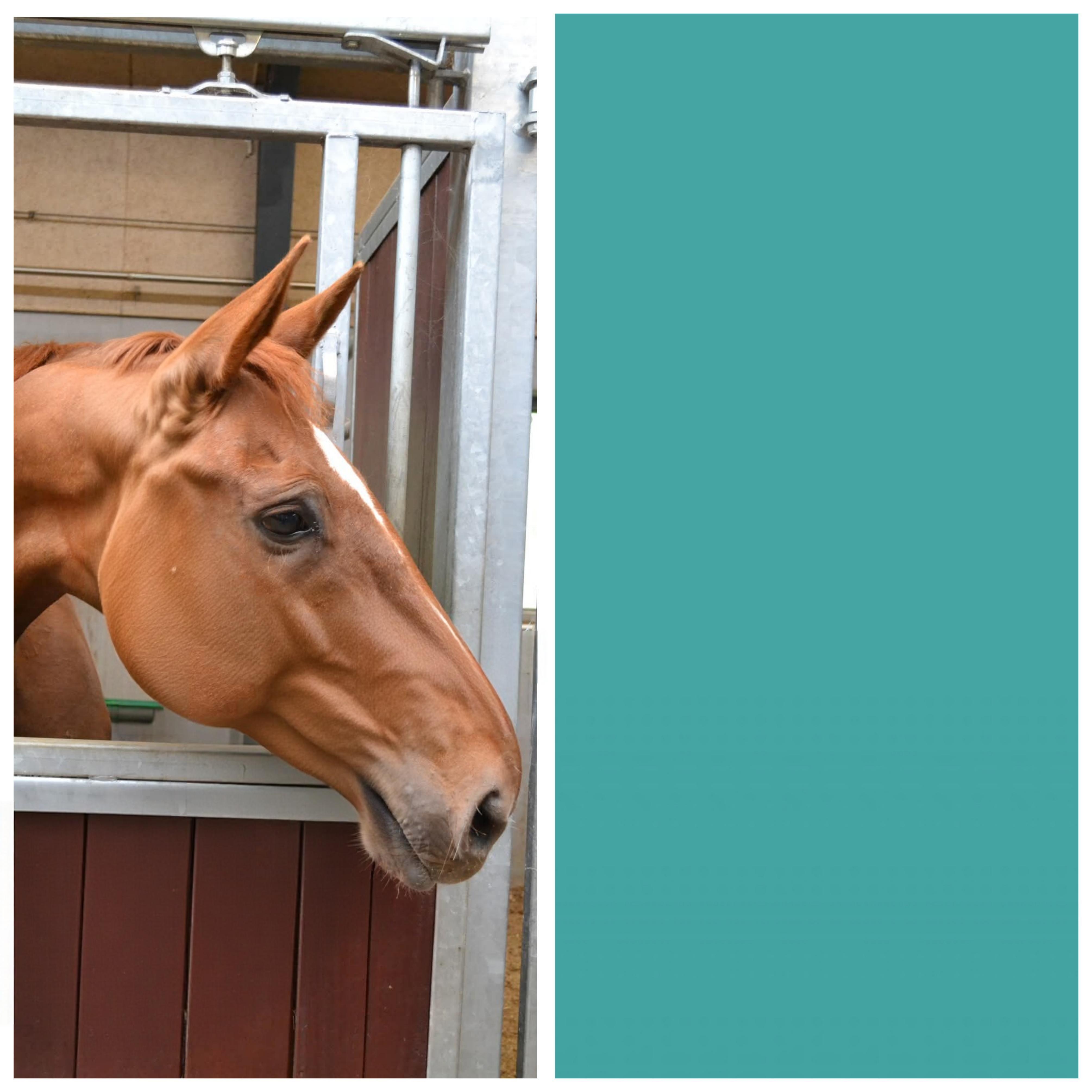Navn: Princess Race: Dansk Varmblod (LH) Farve: Rød Køn: Hoppe Nationalitet: Dansk Fødselsdato: 05/05-09 Ankomstdato: 26/11-21 Stangmål: 170 cm. ID-nummer: 208333200906773 Brug: Elevhest